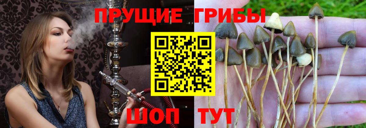 что такое   Вход с VPN  Мурманск  Псилоцибиновые грибы мухоморы 